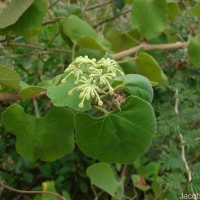Cissus vitiginea L.